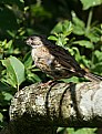 Picture Title - Dunnock