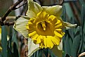 Picture Title - daffilicious