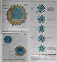 Picture Title - VIRUS STRUCTURE