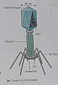 Picture Title - Bacteriophage