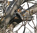 Picture Title - Downy Woodpecker