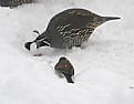 Picture Title - Quail