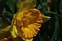 Picture Title - ruffled red ridges