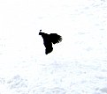 Picture Title - Quail in Flight