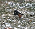 Picture Title - Towhee