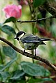Picture Title - Great Tit