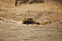 Picture Title - lion sleeping