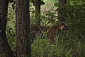 Picture Title - tigress