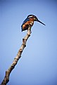 Picture Title - kingfisher bird