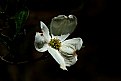 Picture Title - damaged dogwood