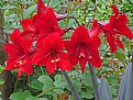 Picture Title - Red Amaryllis Cluster