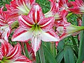 Picture Title - Striped Amaryllis