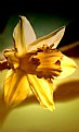 Picture Title - Daffodil