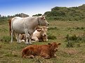 Picture Title - Cows