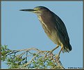 Picture Title - Green Heron