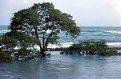 Picture Title - Maceio Tree