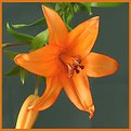 Picture Title - Lily in Orange