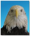 Picture Title - Bald Eagle