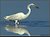 Great Egret fishing