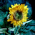 Picture Title - Sunflower