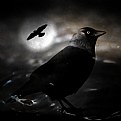 Picture Title - Corvus