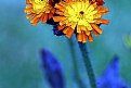 Picture Title - Hawkweed