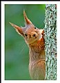 Picture Title - **The Squirrel**