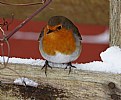 Picture Title - European Robin