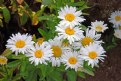 Picture Title - White Daisies