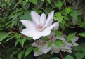 Picture Title - White Clematis