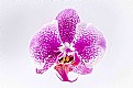 Picture Title - Phalaenopsis MS Rosemary