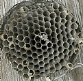 Picture Title - WASP CELL