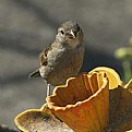 Picture Title - Sparrow