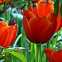 Picture Title - Tulips