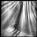 Picture Title - **Foggy Forest  X.**