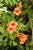 Trumpet Vine