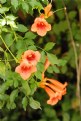 Picture Title - Trumpet Vine