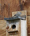 Picture Title - HOUSE WREN