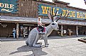 Picture Title - JACKALOPE