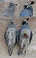 Picture Title - CALIFORNIA QUAIL