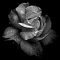 Picture Title - Rose