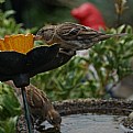 Picture Title - Watering Flowers