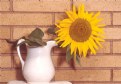 Picture Title - Sunflower in Milk Pitcher