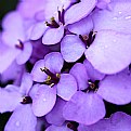 Picture Title - Purple Flower