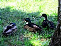 Picture Title - Ducks 2