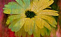 Picture Title - Yellow Flower