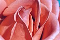 Picture Title - Pink Rose