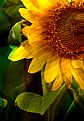 Picture Title - Sunflower