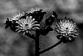 Picture Title - Hawkweed
