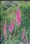 Foxgloves